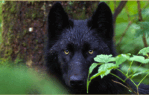 yellowstone wolf reintroduction, yellowstone wolves